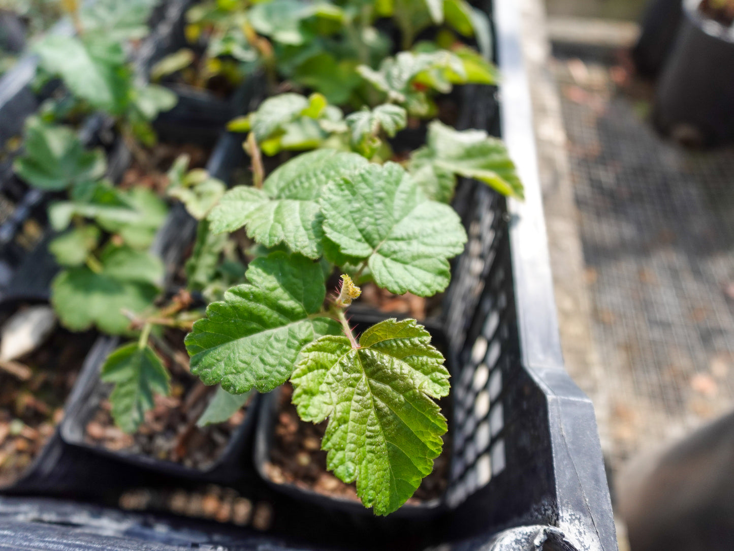 Rubus ursinus - Pacific Blackberry