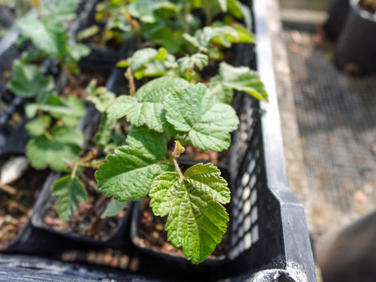 Rubus ursinus - Pacific Blackberry