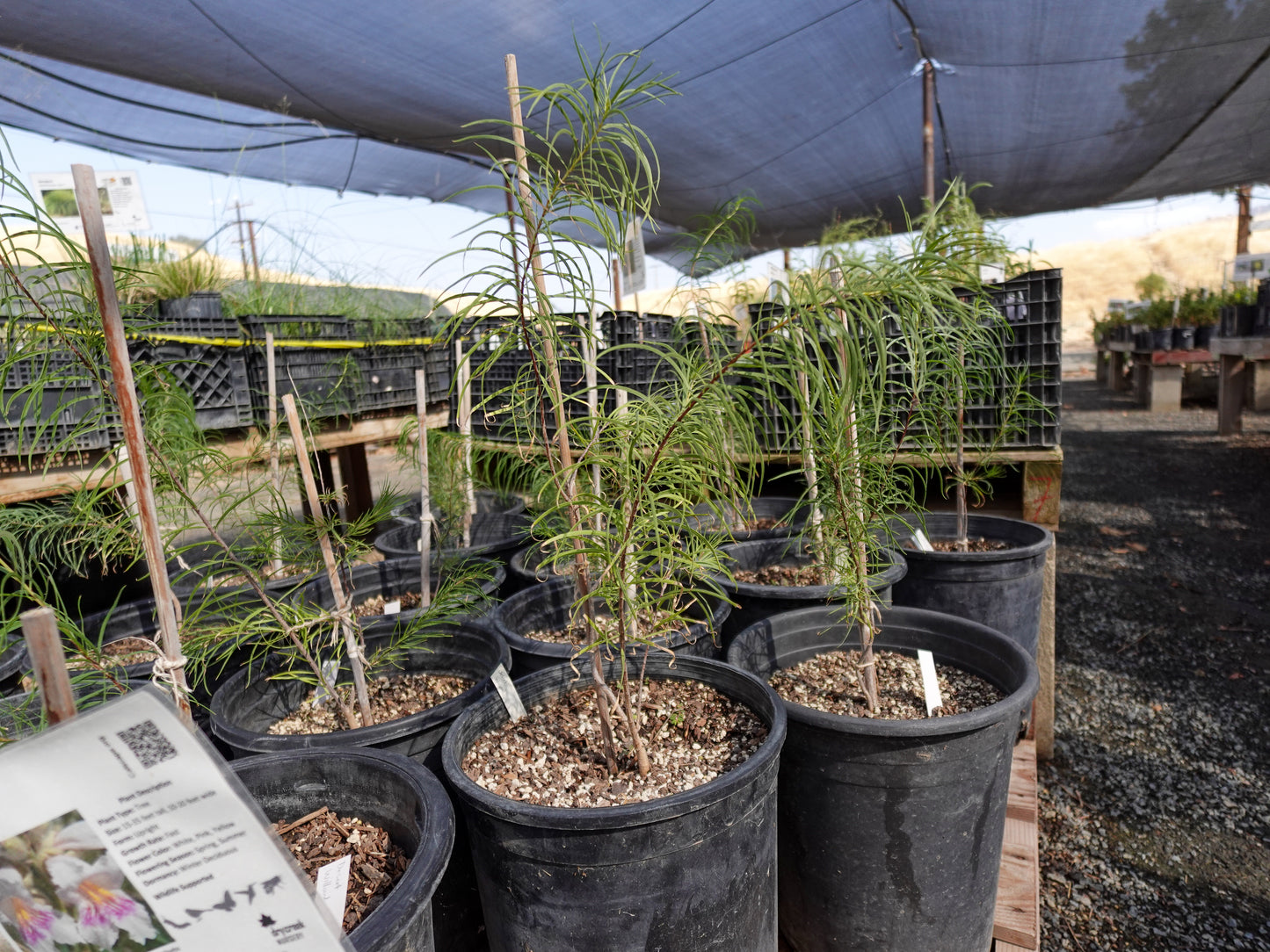 Chilopsis linearis - Desert Willow