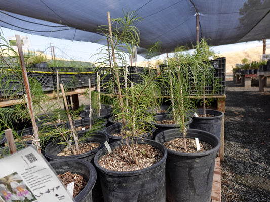 Chilopsis linearis - Desert Willow