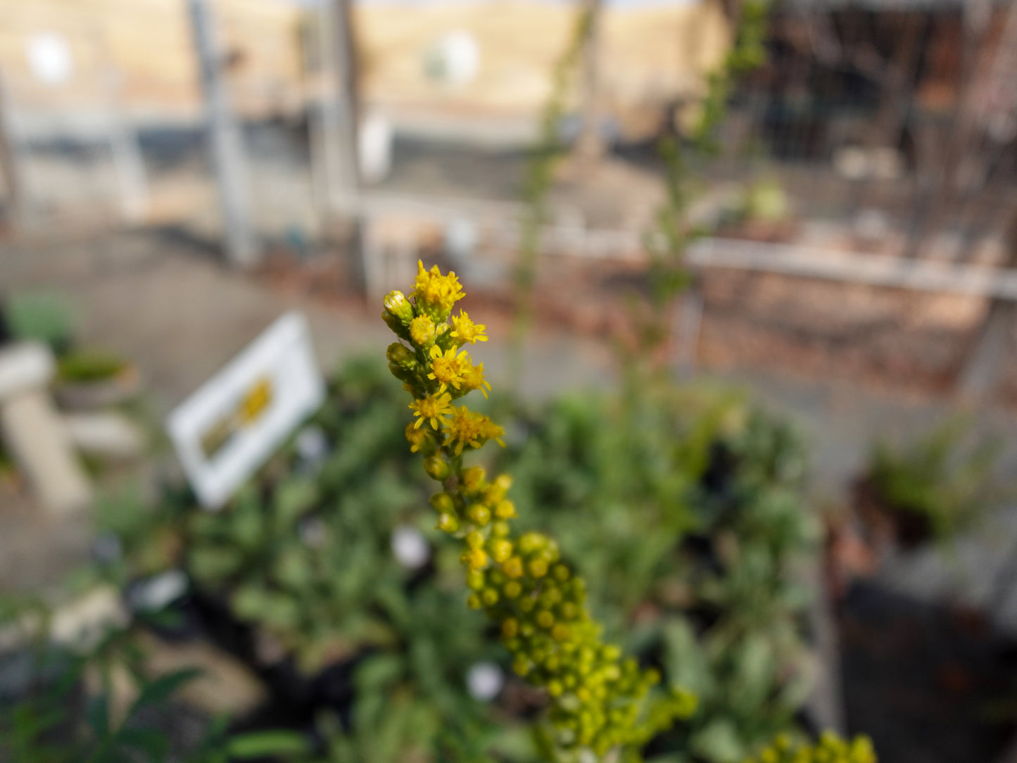 Solidago californica - Goldenrod