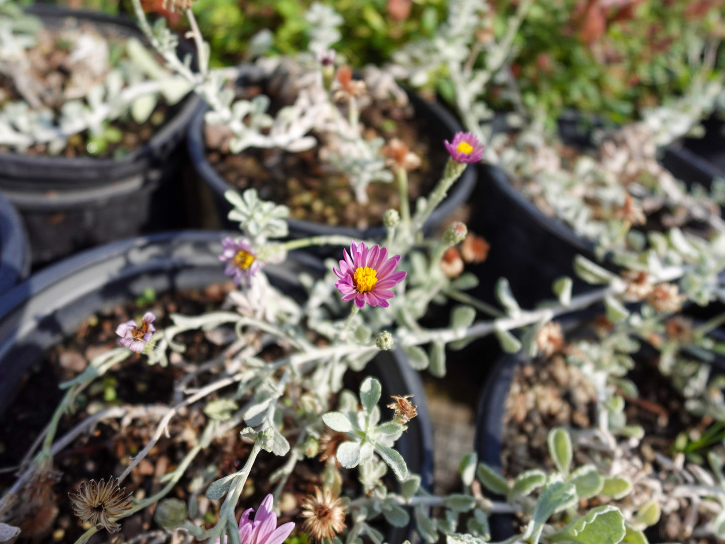 Lessingia filaginifolia - Silver Carpet Aster
