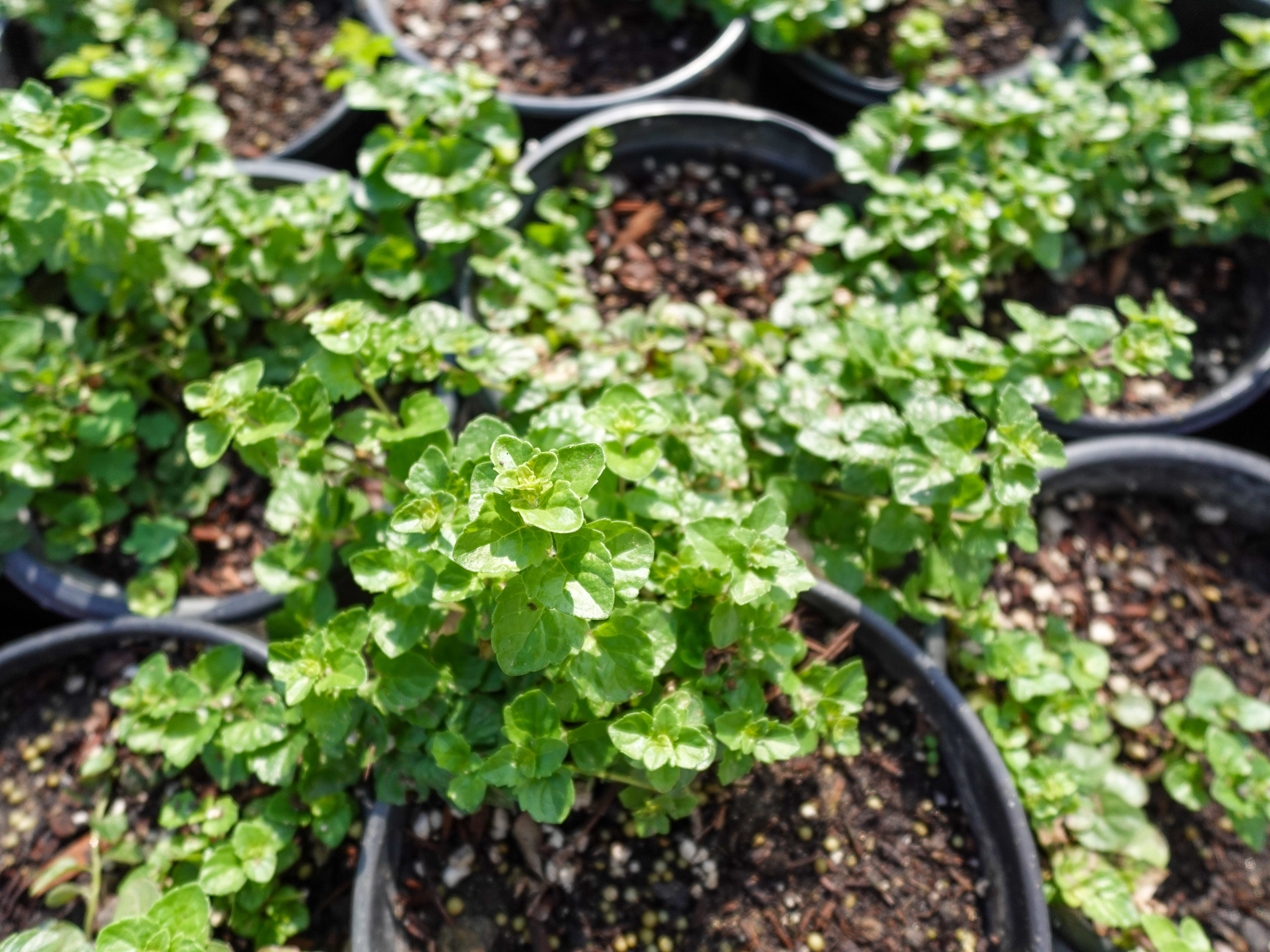 Clinopodium douglasii - Yerba Buena – Dry Creek Nursery | Sequoia ...