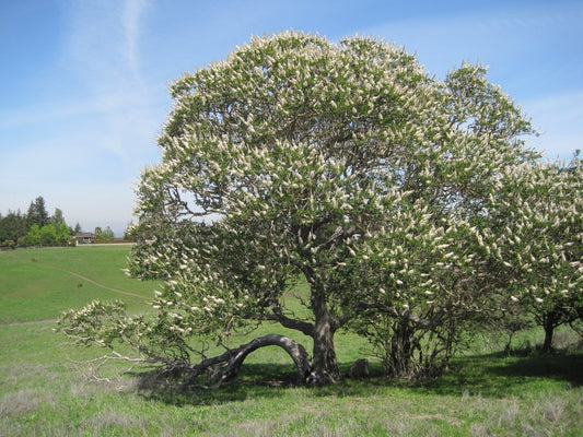 Aesculus californica - CA Buckeye