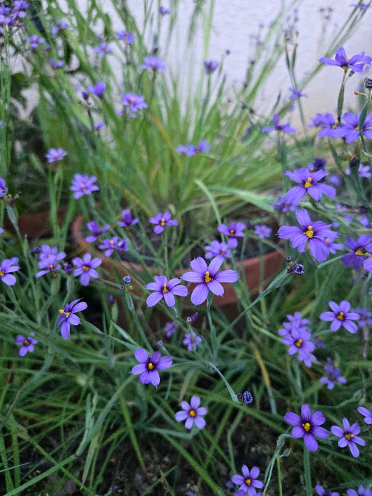 Sisyrinchium - Blue Eyed Grass