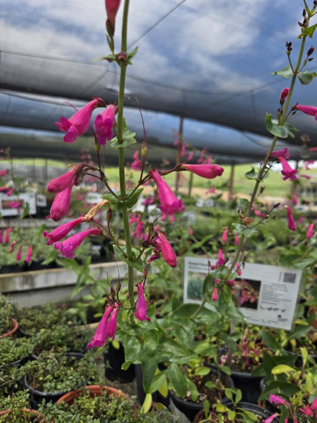 Penstemon pseudospectablis - Desert Penstemon