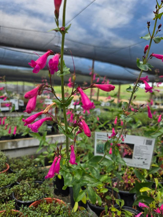 Penstemon pseudospectablis - Desert Penstemon