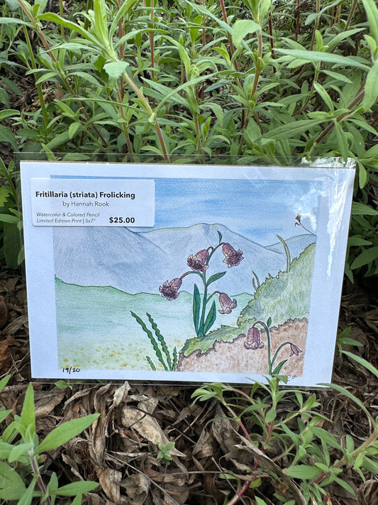 Fritillaria (striata) Frolicking | Limited Edition 5x7" Art Print
