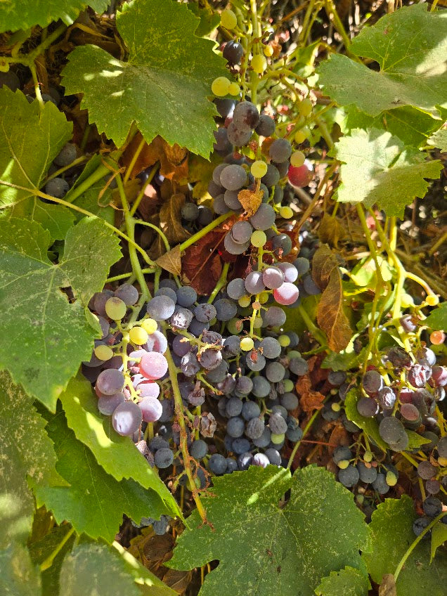 Vitis californica -  CA Grape