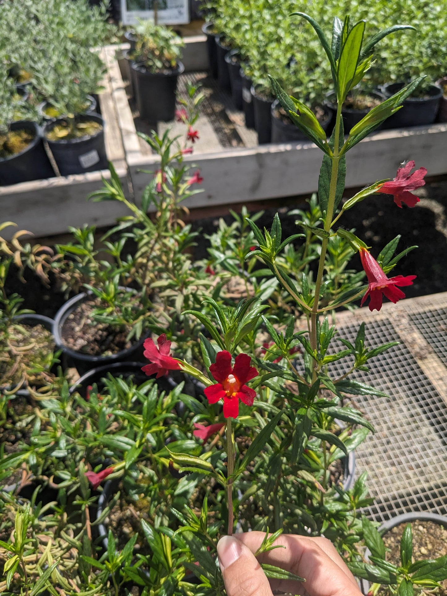 Diplacus 'Vibrant Red' - Monkeyflower 'Vibrant Red'