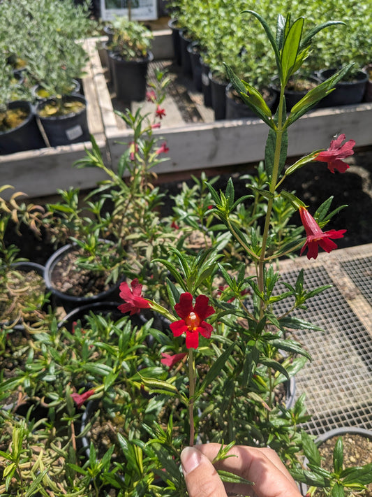 Diplacus 'Vibrant Red' - Monkeyflower 'Vibrant Red'