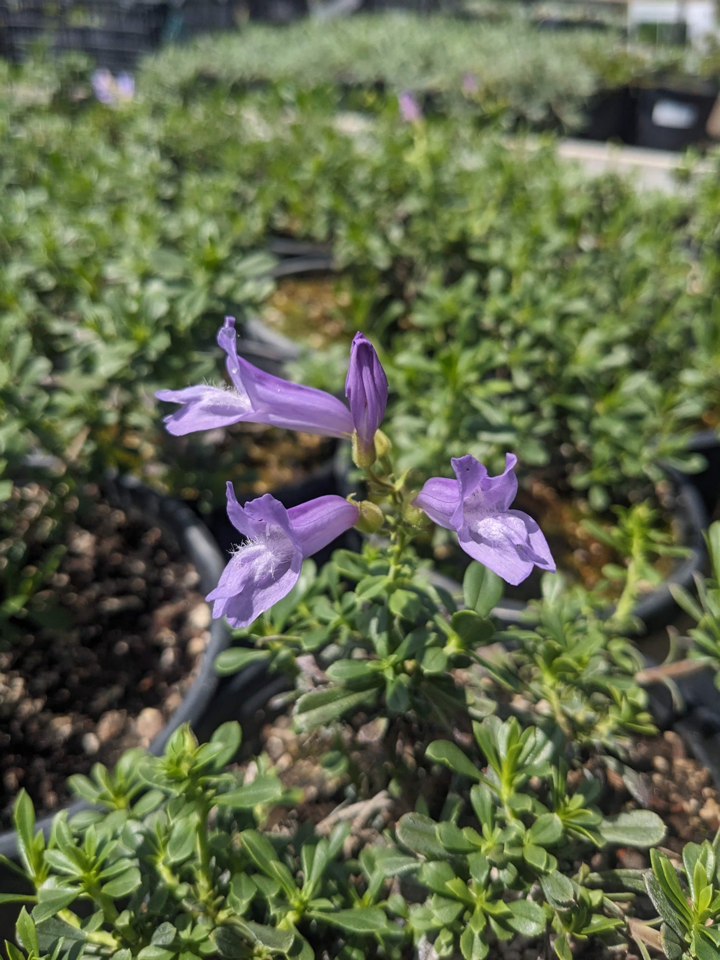 Penstemon fruticosus - Shrubby Penstemon