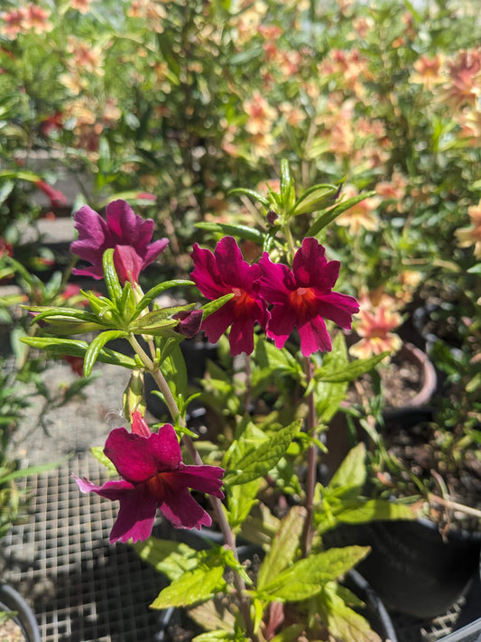Diplacus Betabel -  Sierra Monkeyflower