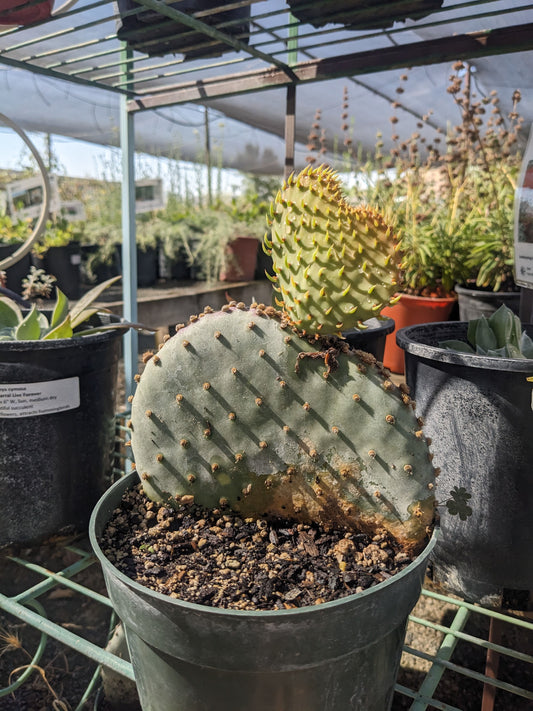 Opuntia 'Santa Rita'