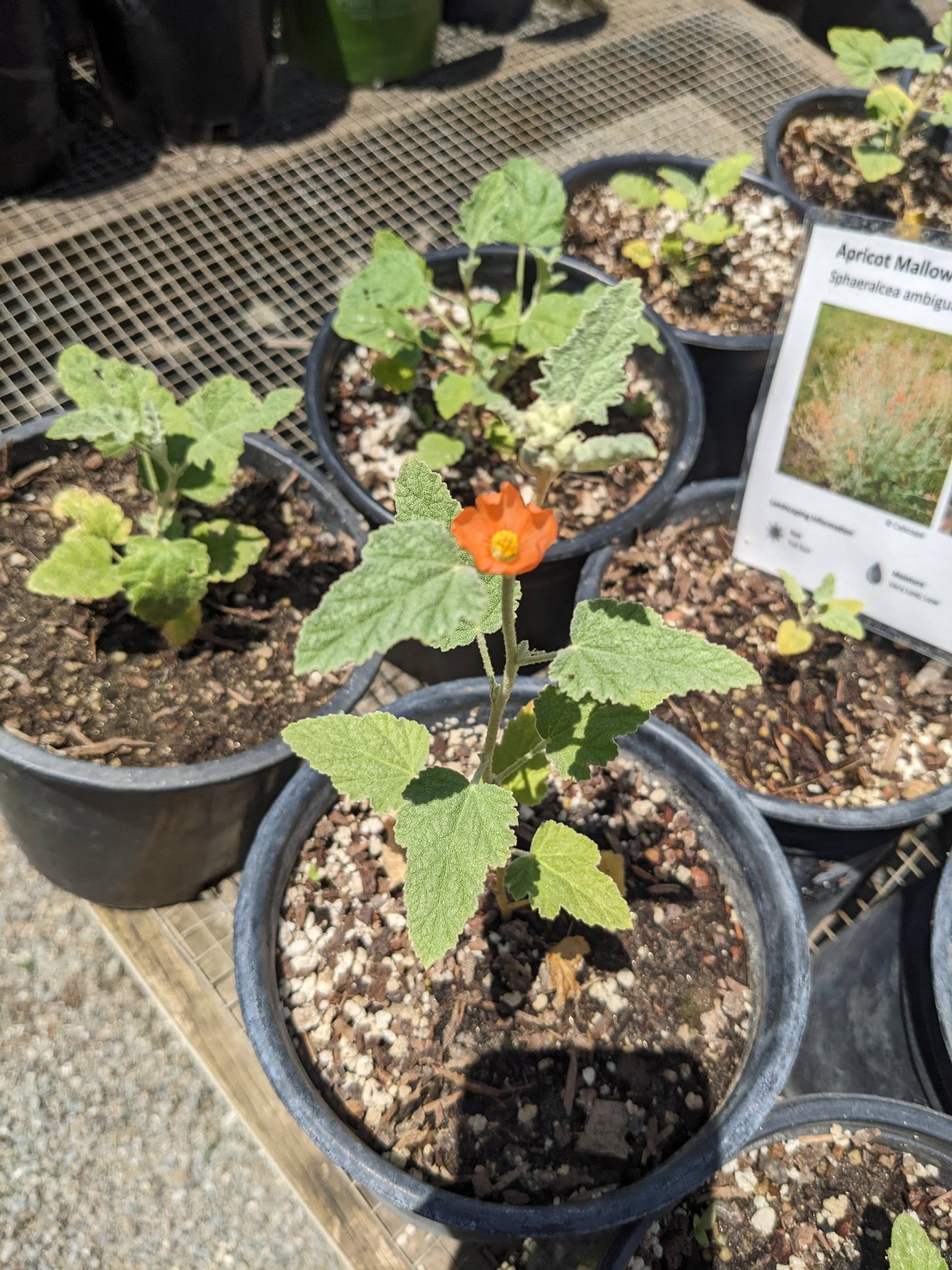 Sphaeralcea ambigua - Desert Globemallow
