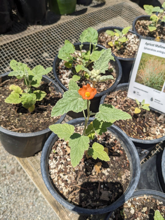 Sphaeralcea ambigua - Desert Globemallow