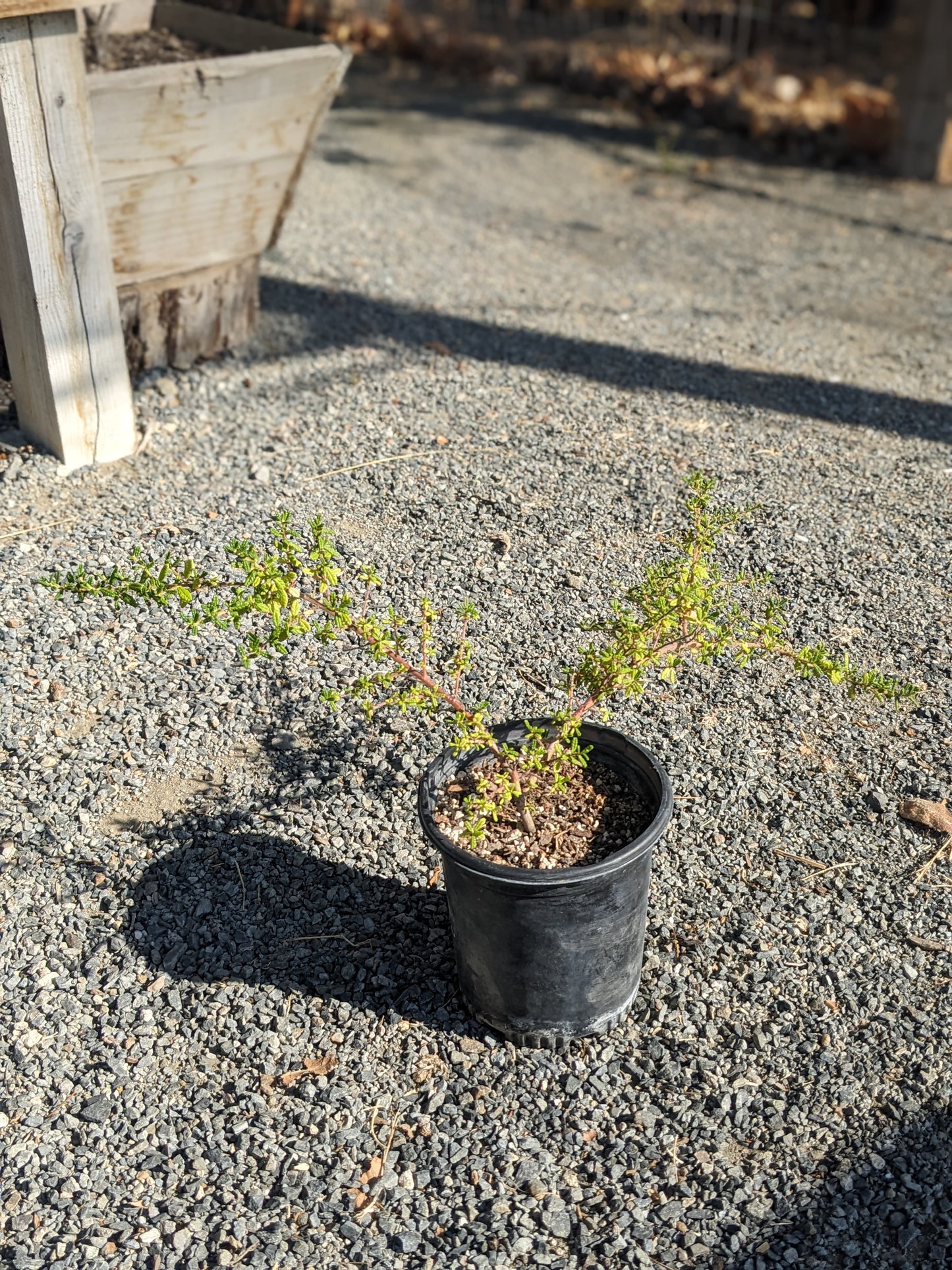 Ceanothus 'Dark Star'