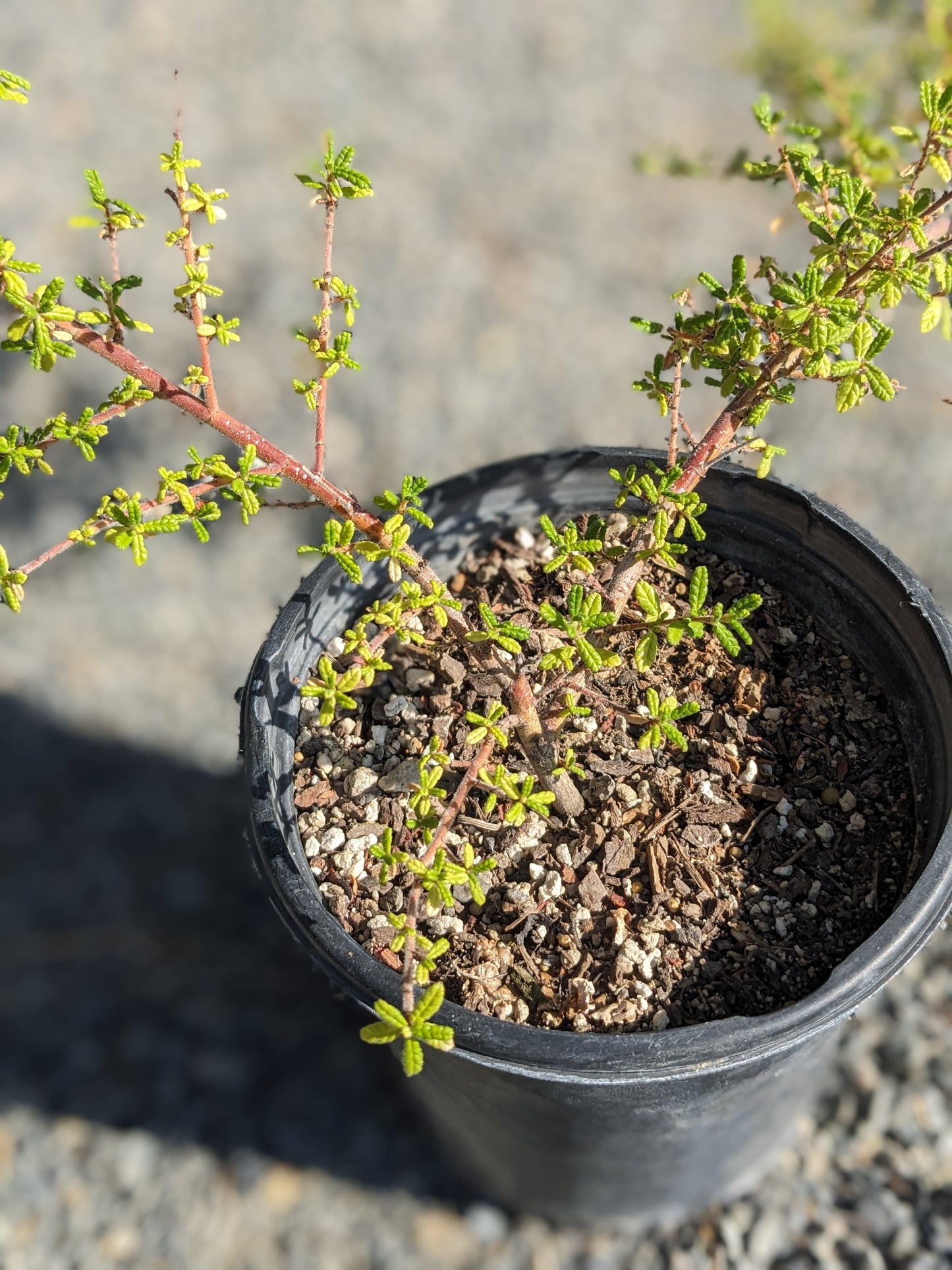 Ceanothus 'Dark Star'