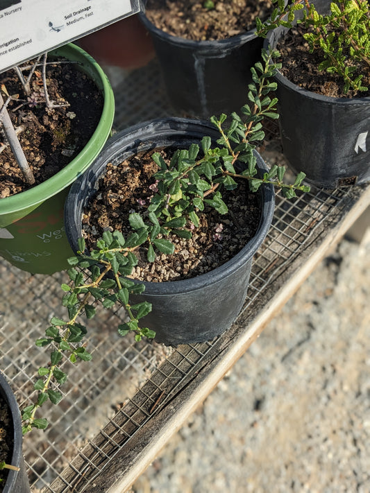 Ceanothus maritimus 'Popcorn'