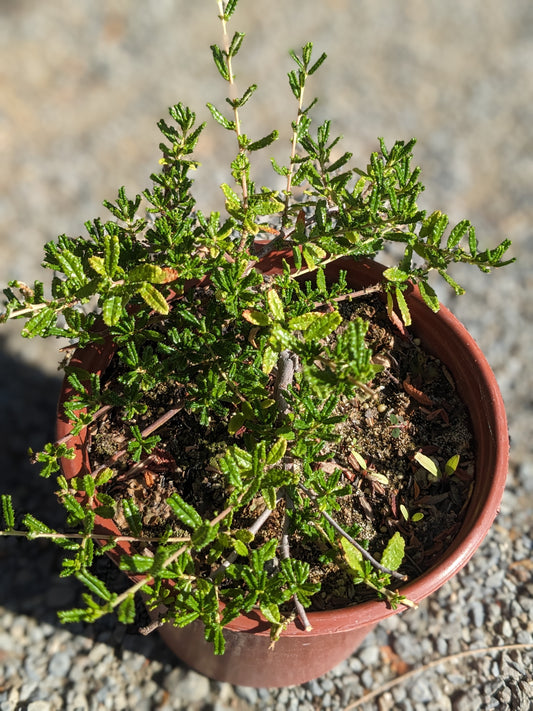 Ceanothus hearstiorum - Hearst's Ceanothus