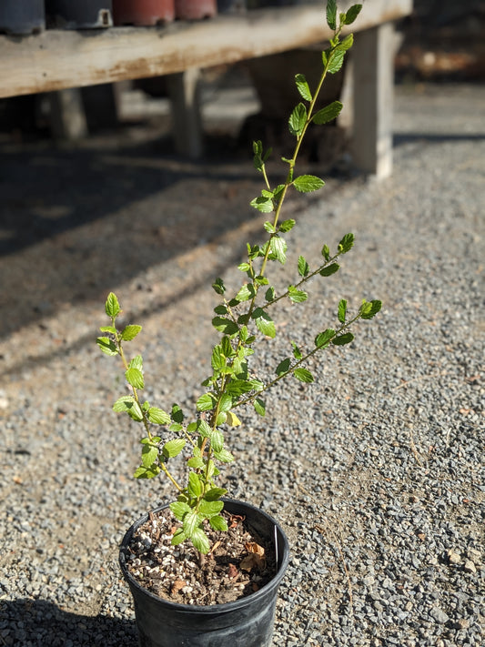 Ceanothus 'Ray Hartman'