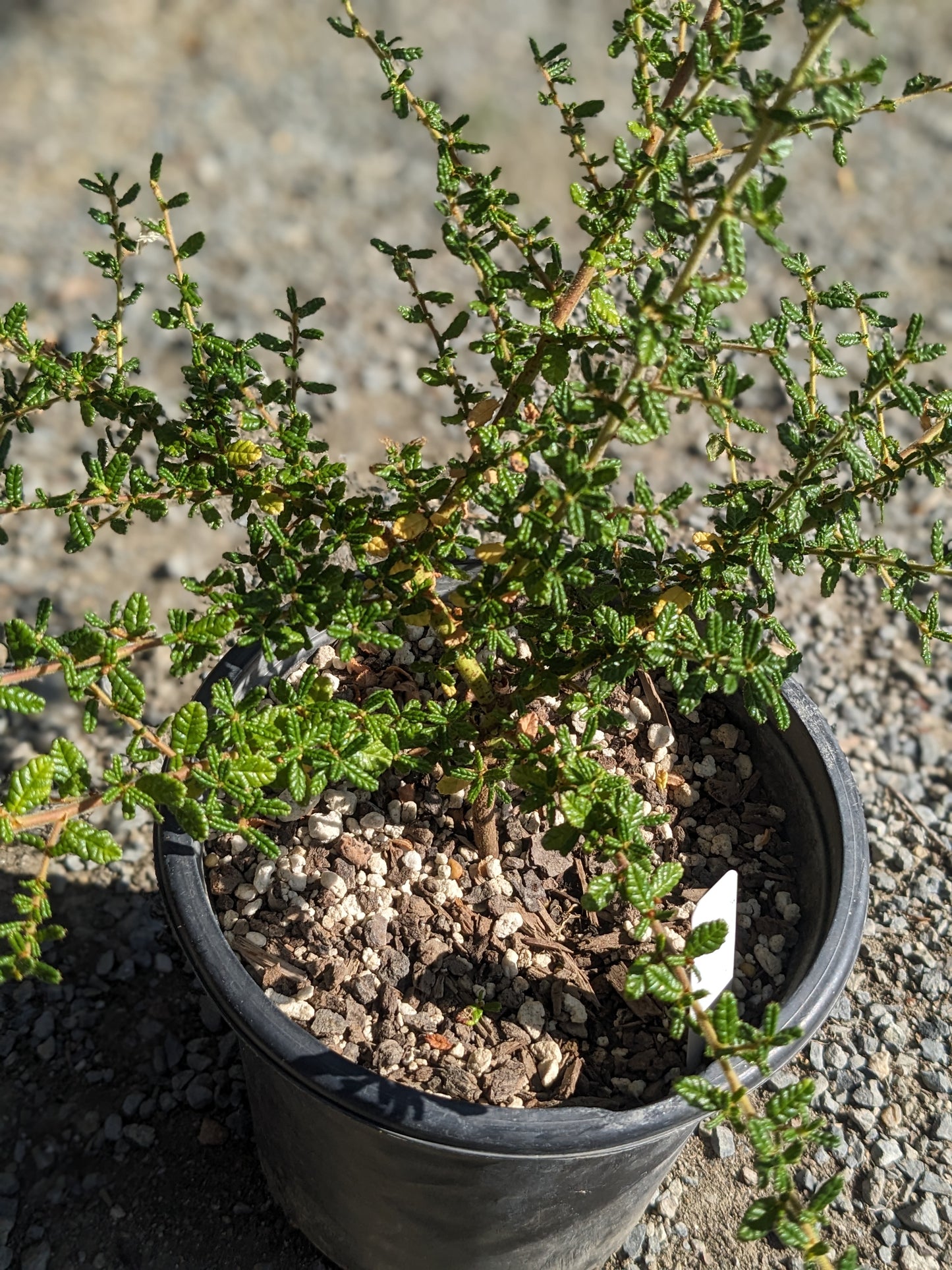 Ceanothus 'Julia Phelps'