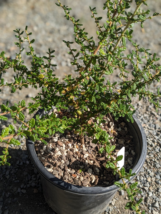 Ceanothus 'Julia Phelps'
