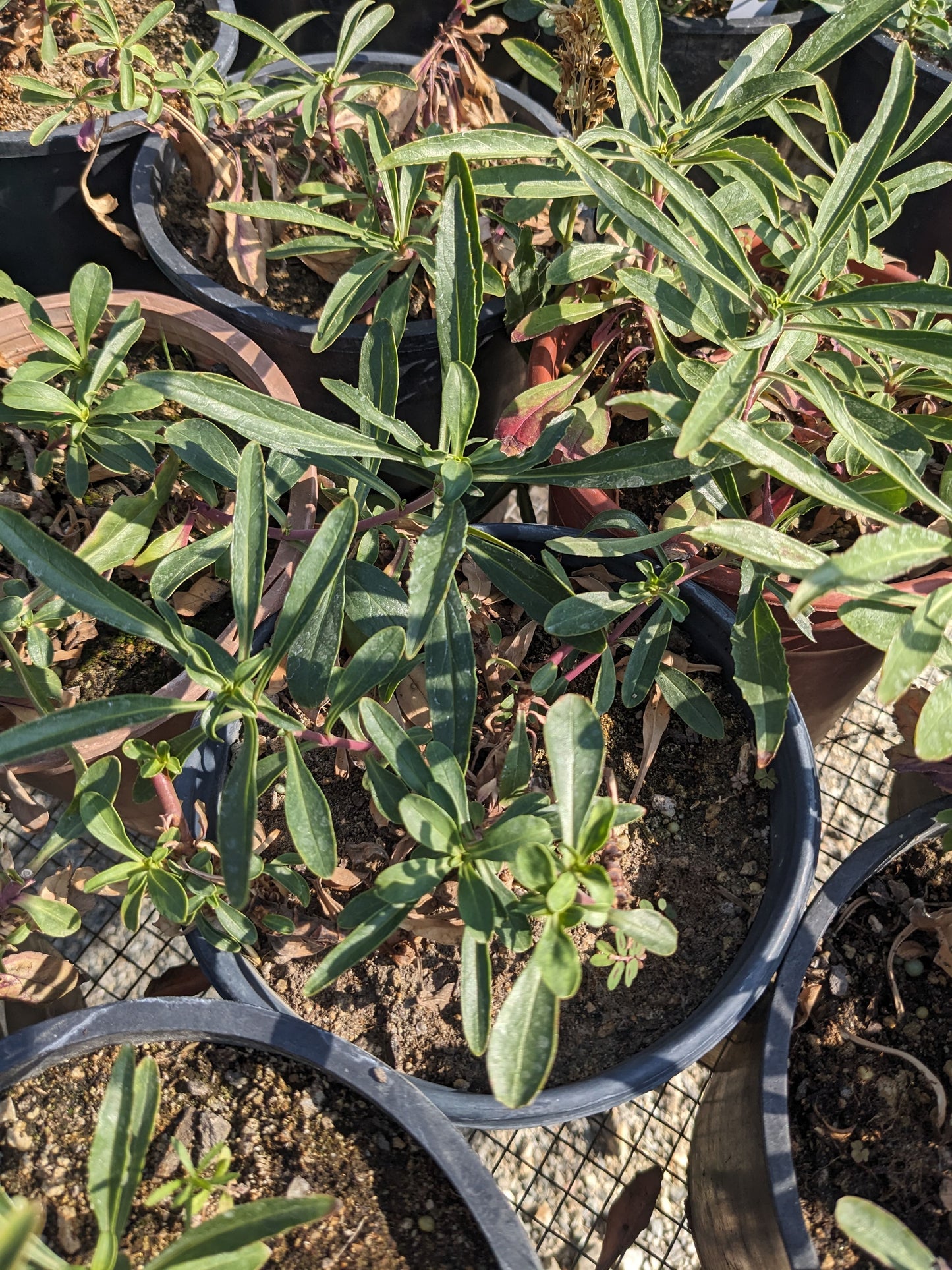 Penstemon heterophyllus 'Catherine de la Mare'