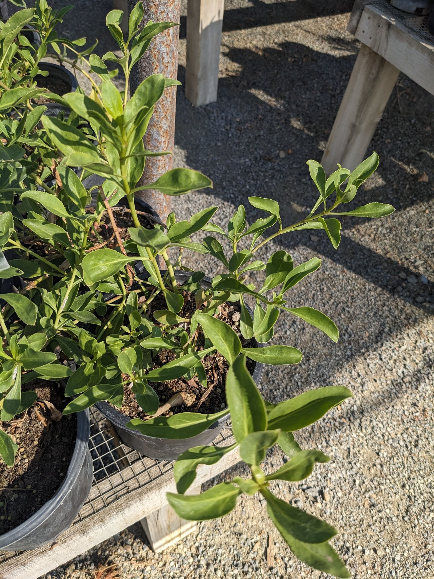 Penstemon pseudospectablis - Desert Penstemon