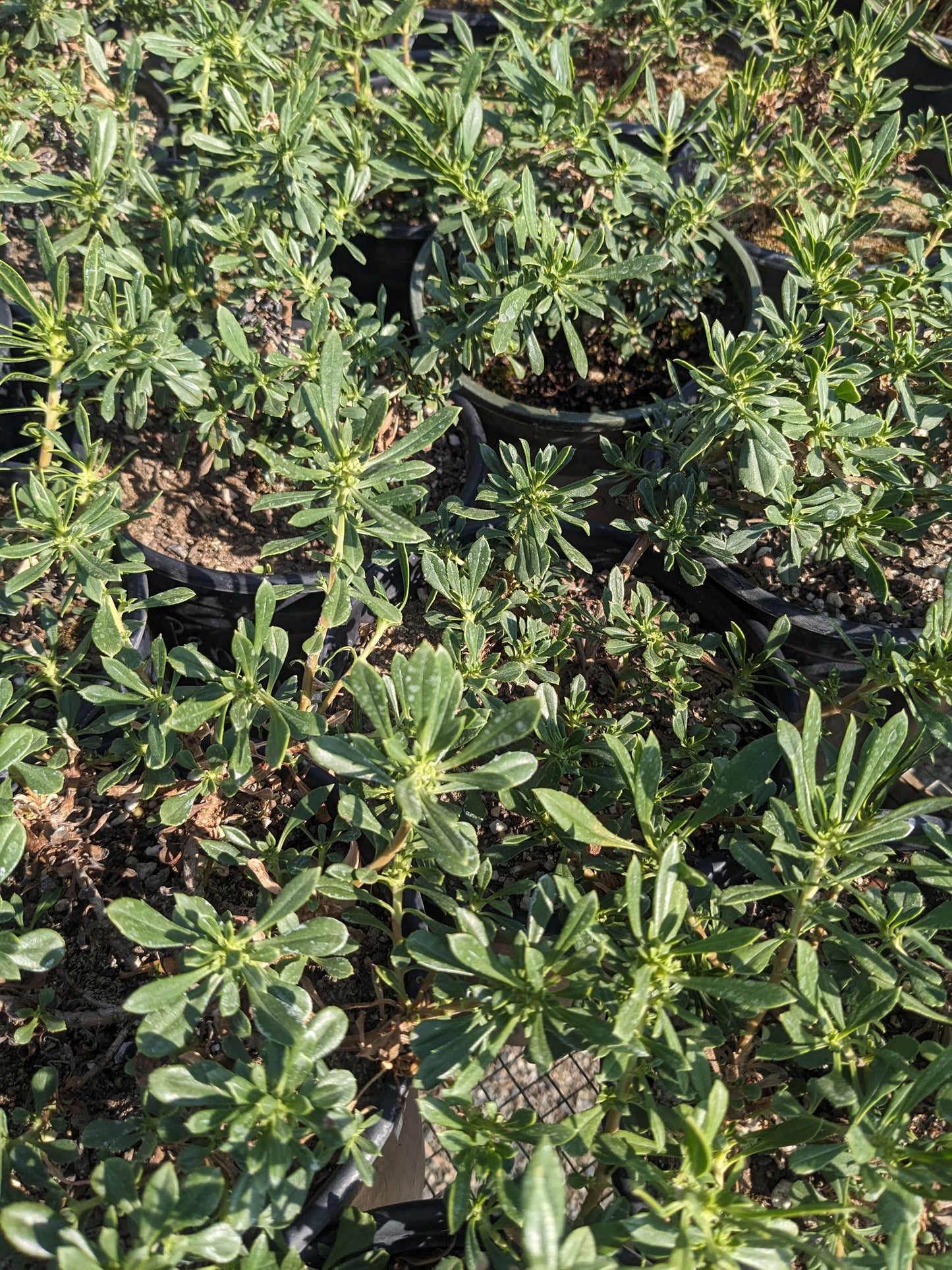 Penstemon fruticosus - Shrubby Penstemon