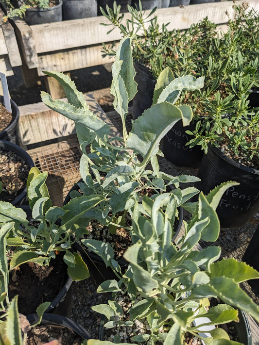 Penstemon palmeri - Palmer's Penstemon