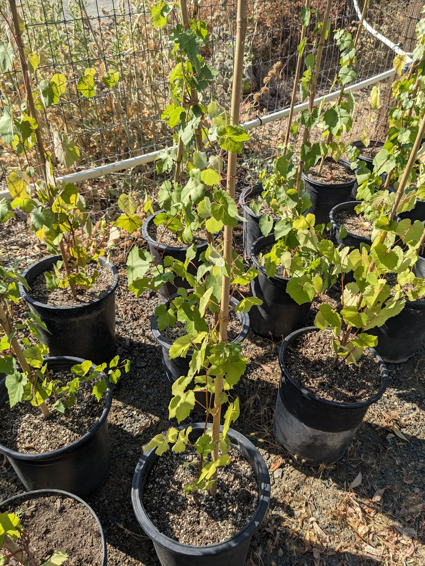 Vitis californica -  CA Grape