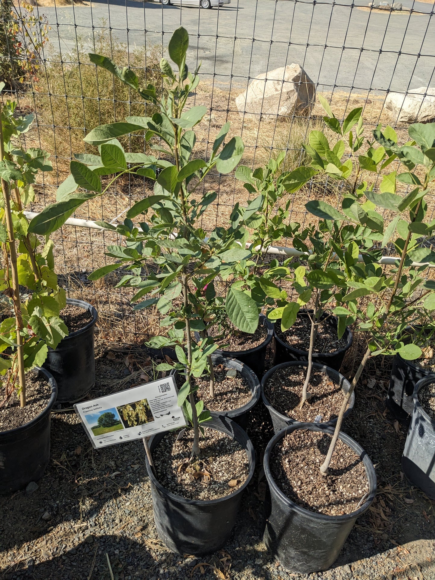 Fraxinus latifolia - Oregon Ash