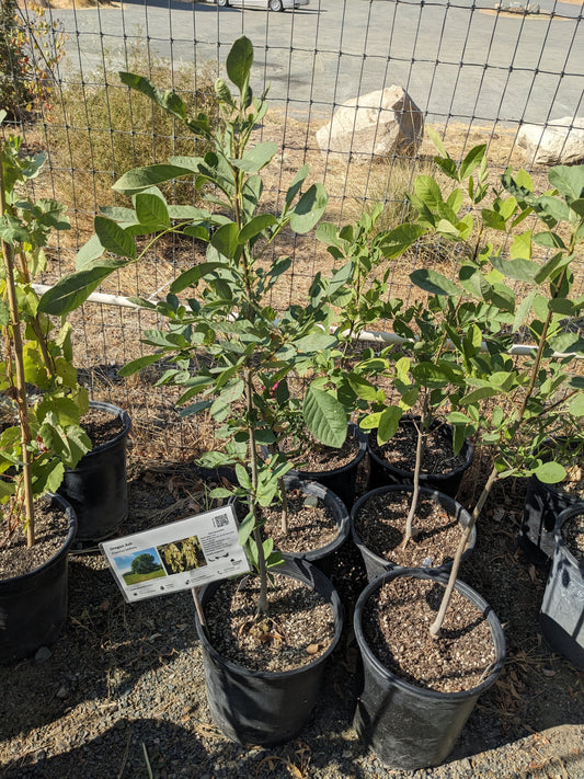 Fraxinus latifolia - Oregon Ash