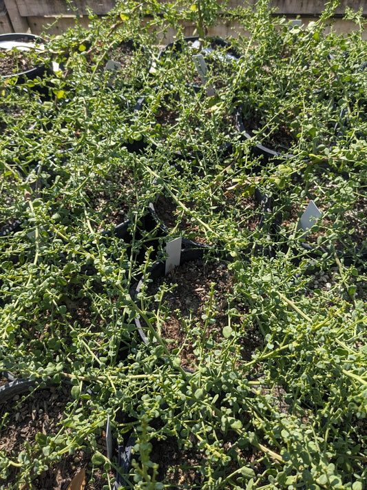 Baccharis pilularis 'Pigeon Point'