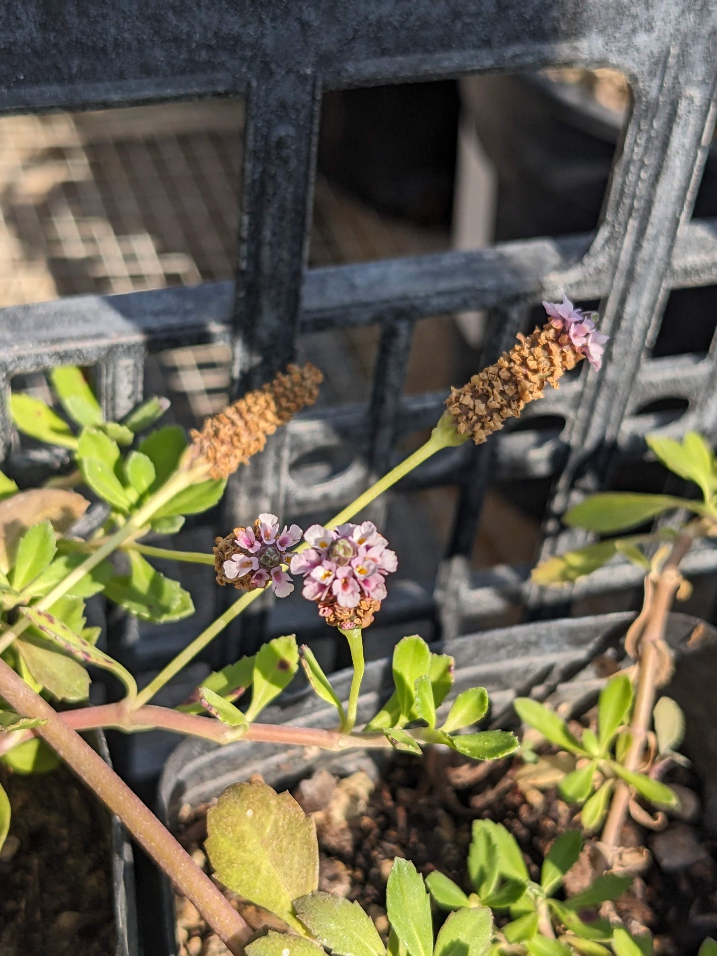Phyla nodiflora - Turkey Tangle Frogfruit