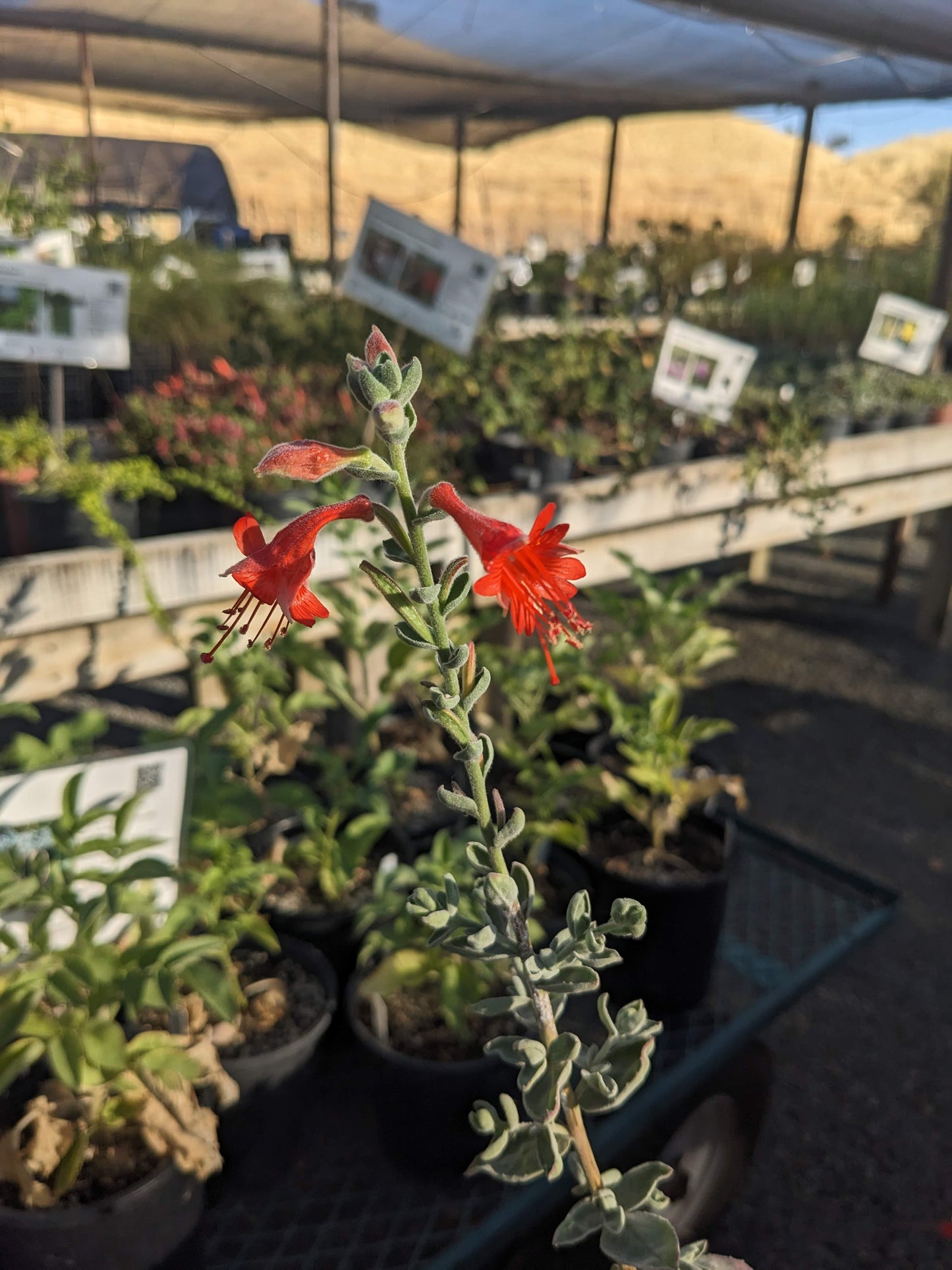 Epilobium 'Calistoga' - Fuchsia
