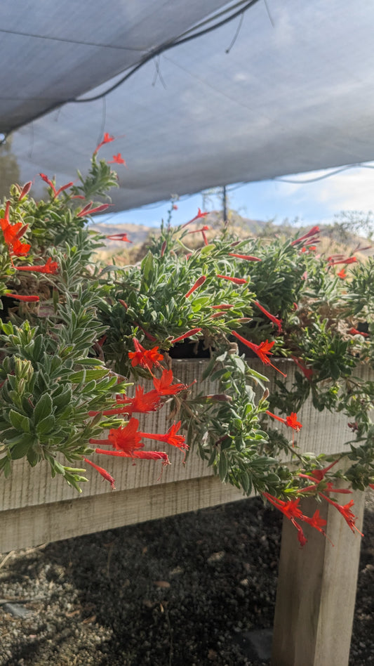 Epilobium 'Everett's Choice' - CA Fuchsia 'Everett's Choice'