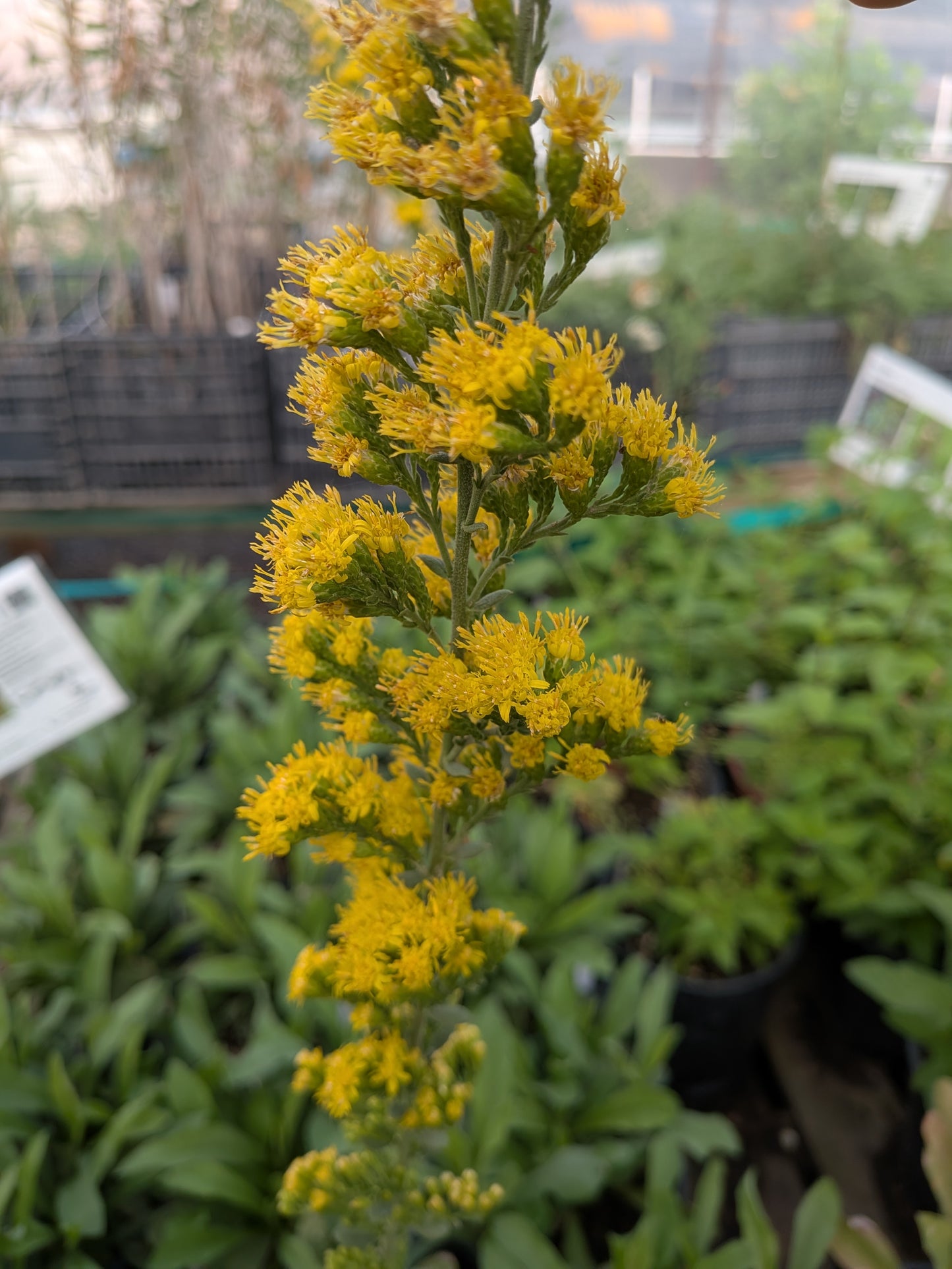 Solidago californica - Goldenrod