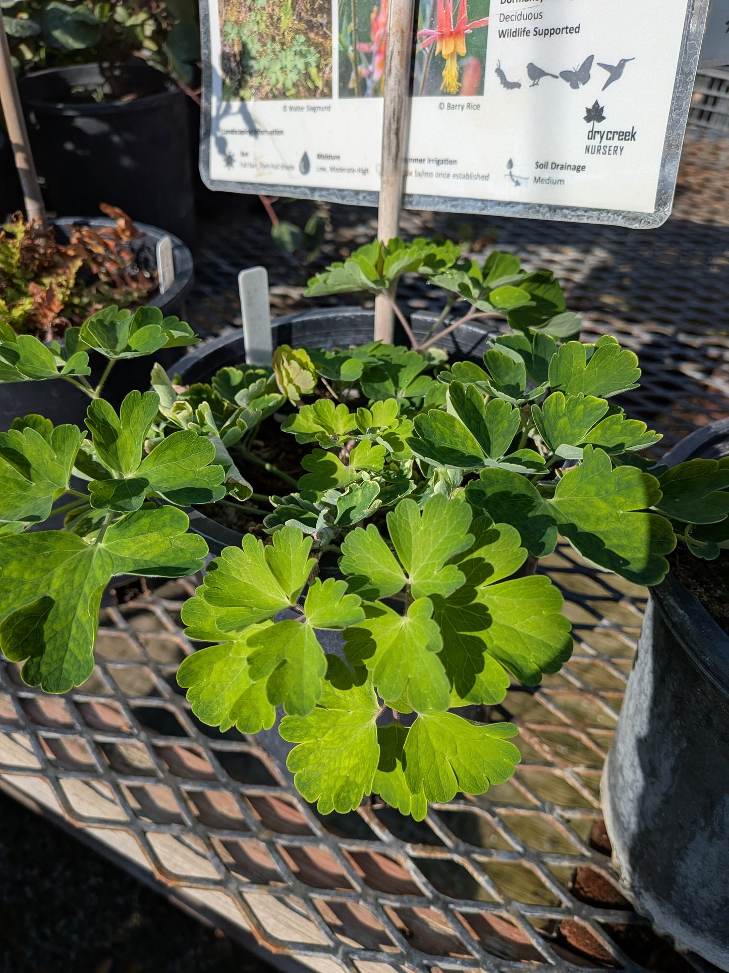 Aquilegia formosa - Scarlet Columbine