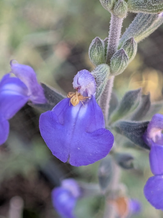 Salvia chamaedryodes - Germander Sage