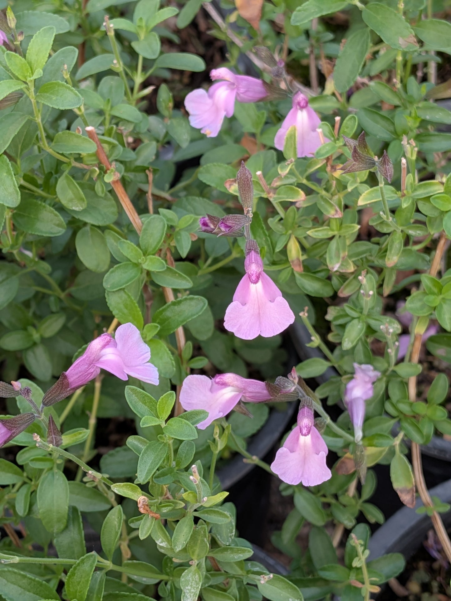 Salvia greggii 'Smokin' Lavender'