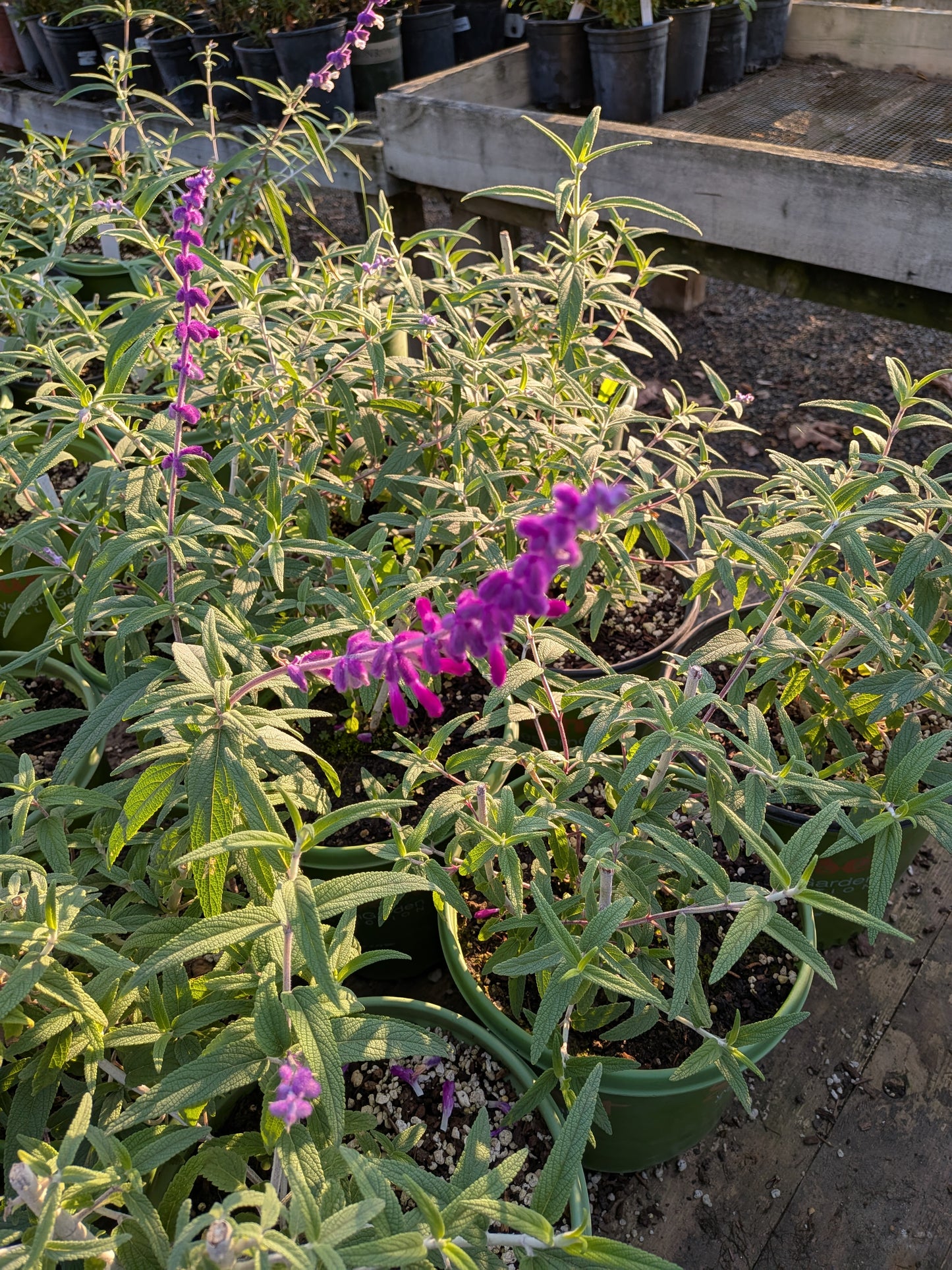 Salvia leucantha 'Midnight' - Mexican Bush Sage 'Midnight'