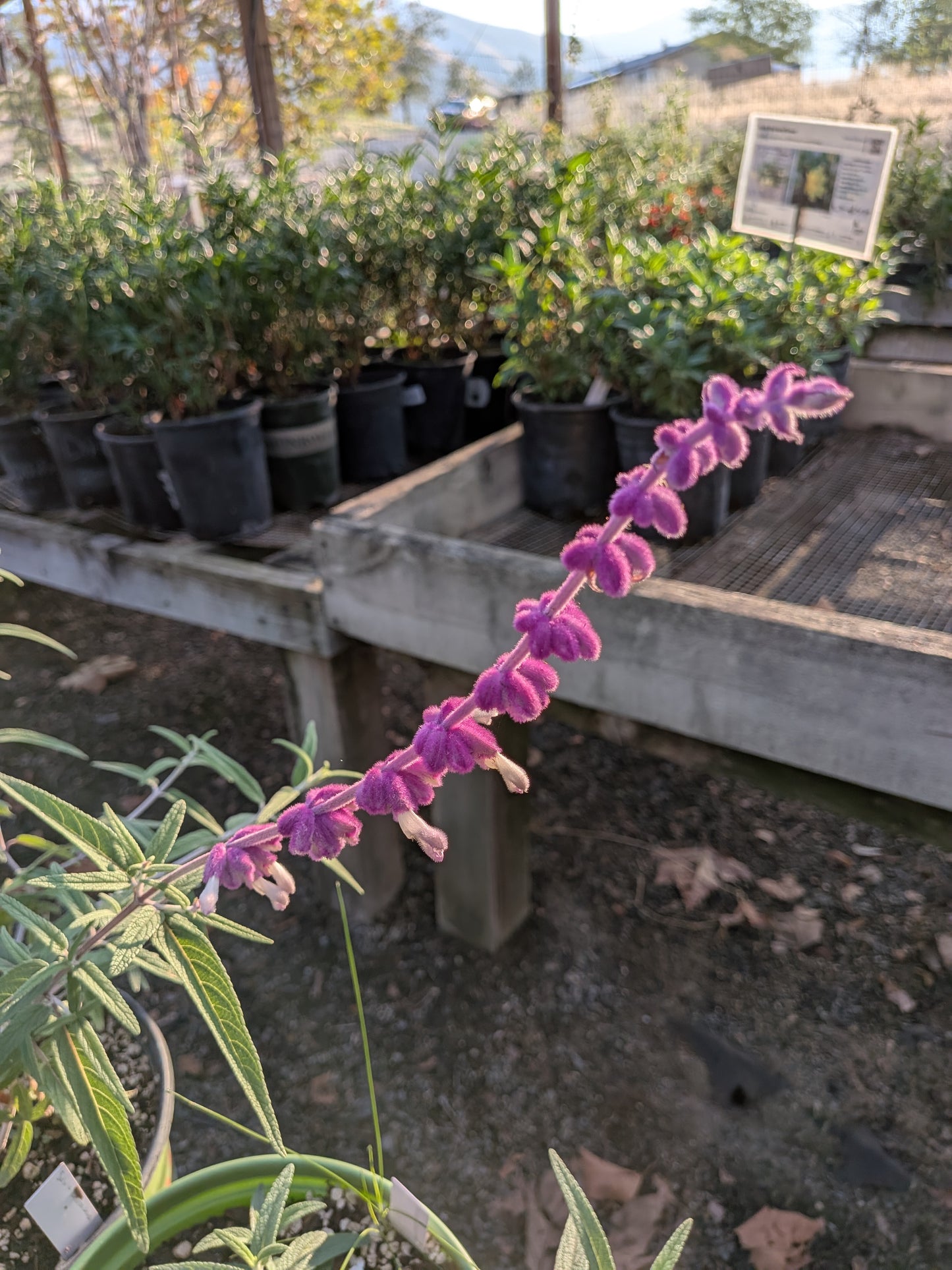Salvia leucantha - Mexican Bush Sage