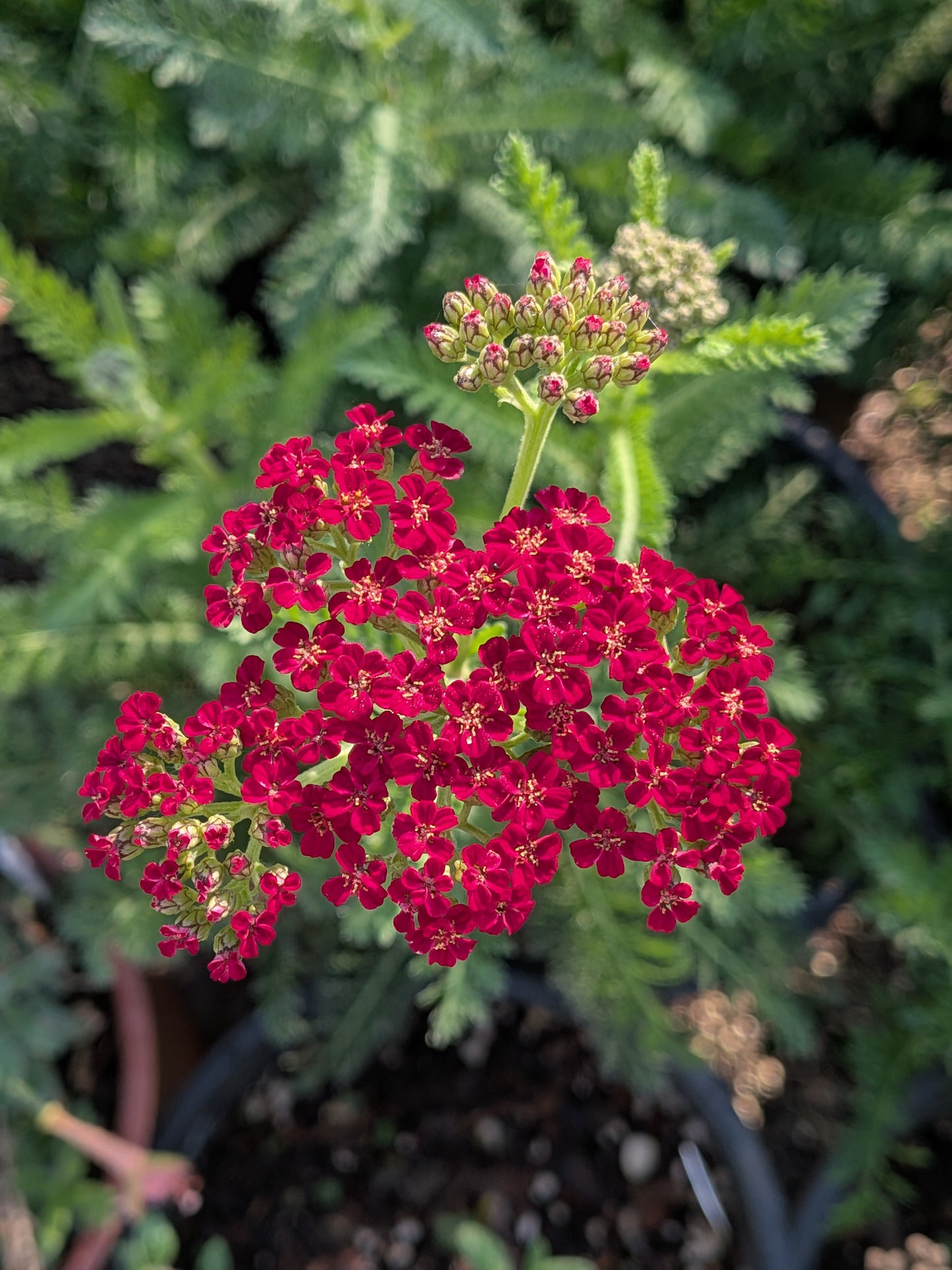 Achillea millefolium 'Red Velvet' - Yarrow