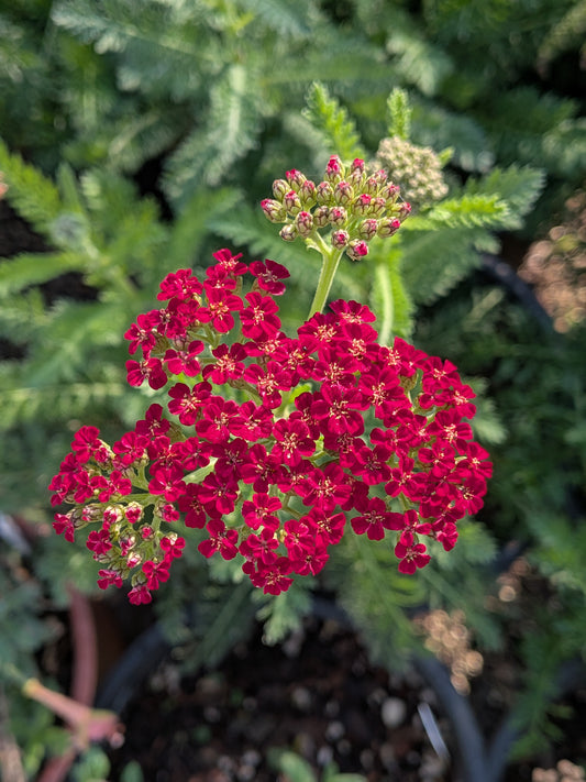 Achillea millefolium 'Red Velvet' - Yarrow