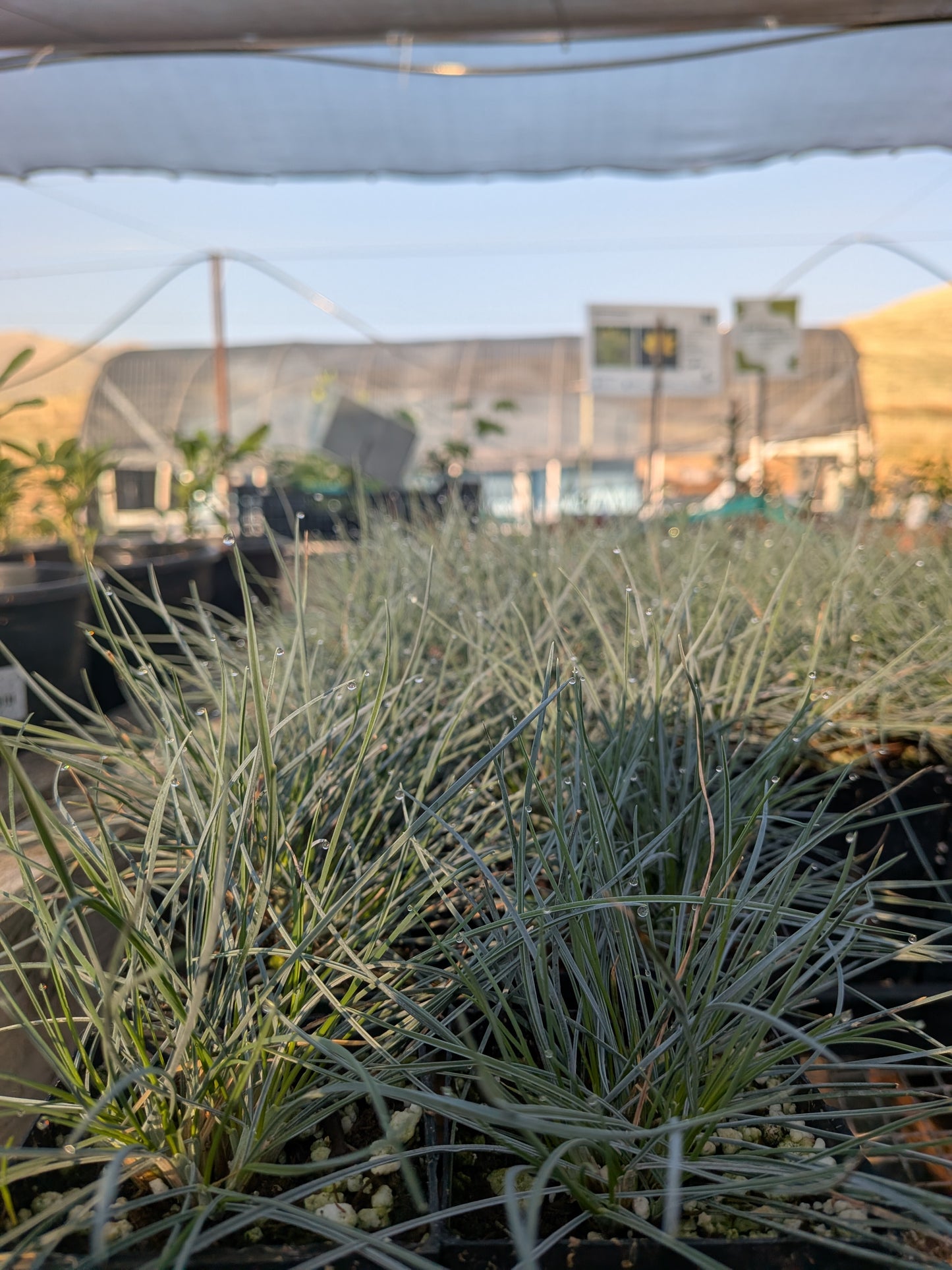Festuca glauca 'Beyond Blue' - Blue Fescue