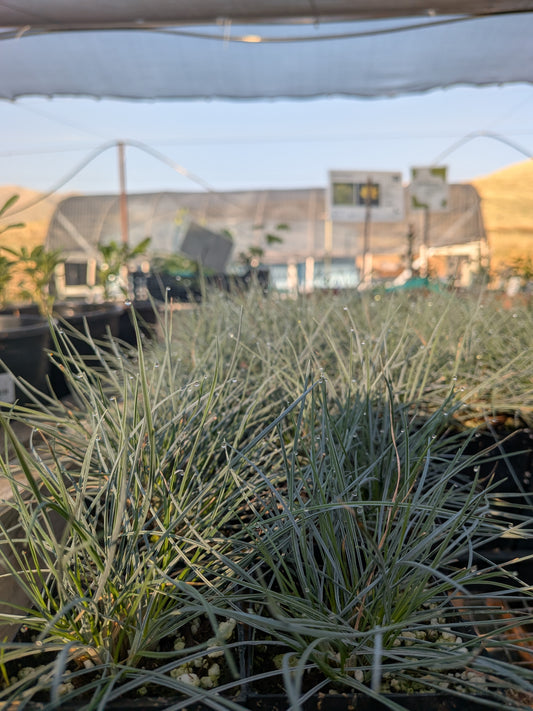 Festuca glauca 'Beyond Blue' - Blue Fescue