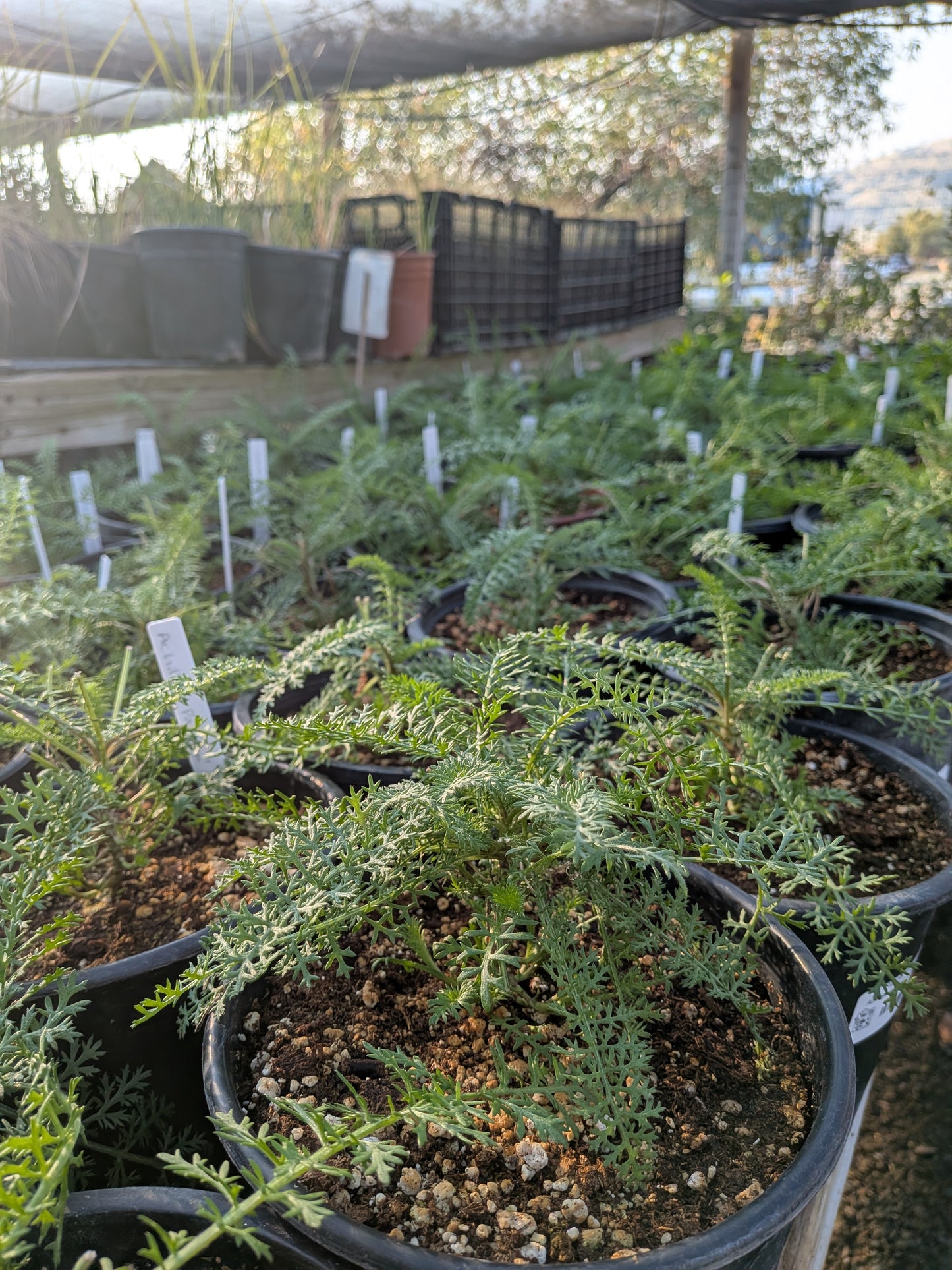 Achillea millefolium 'Paprika' - Paprika Yarrow