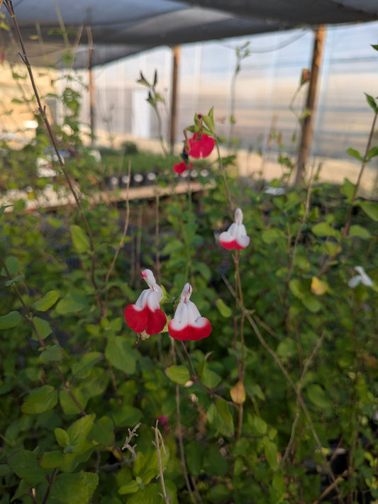 Salvia greggii 'Hot Lips'